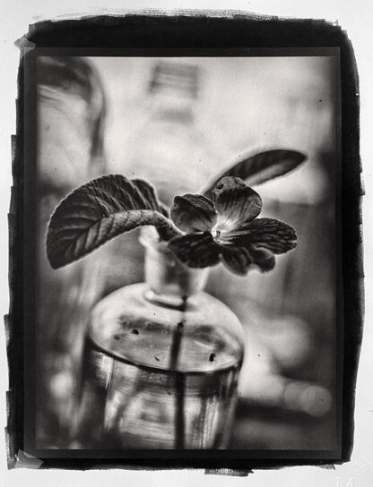 Kornettblomma platinotype