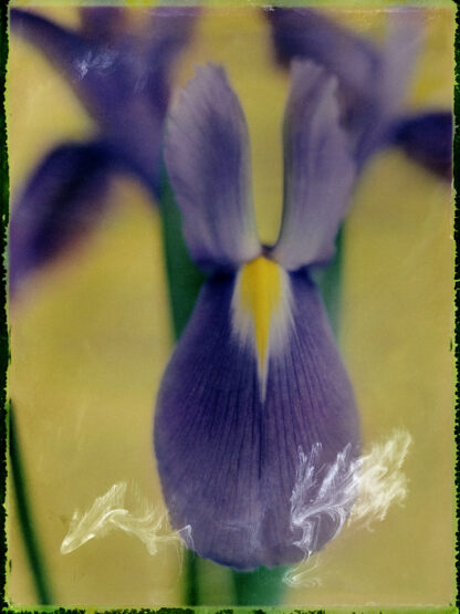 Iris, polaroid