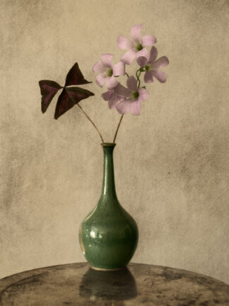 Oxalis
