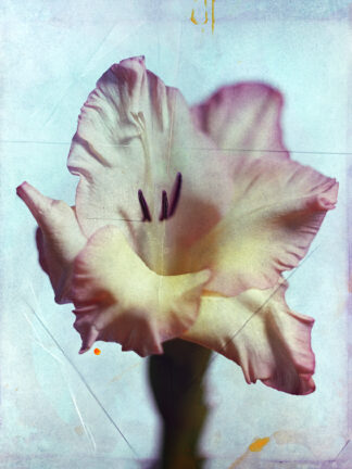 Gladiolus, analog