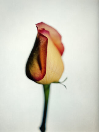 Ros no 8, analog