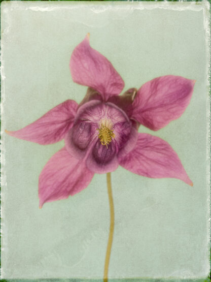 Akleja, polaroid