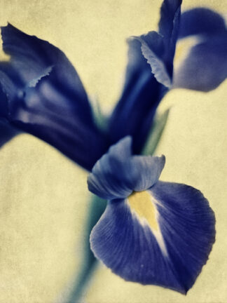 Iris, analog