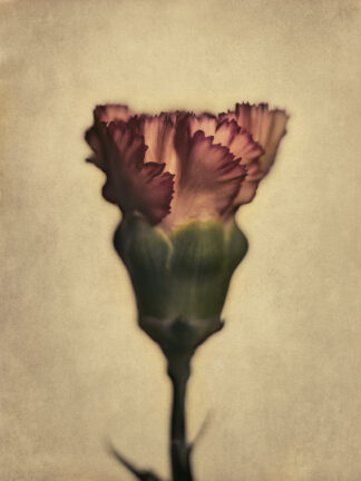 Rosa blomma, analog