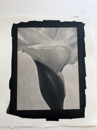 Amaryllis knopp no 3,  platinotype