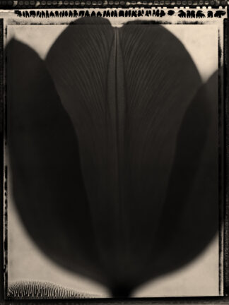 Tulpan 1 polaroid