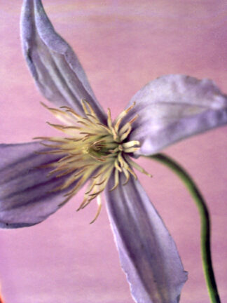 Klematis polaroid